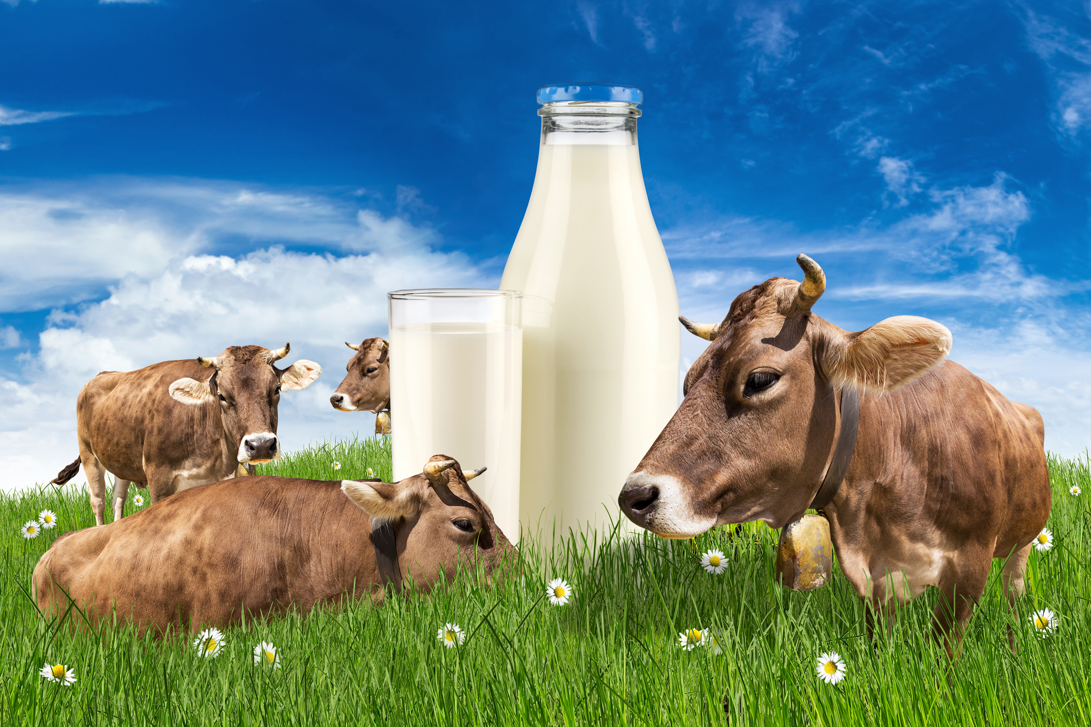 cow milk bottle